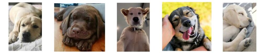 Five separate cute dogs and puppies
