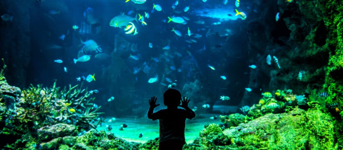 silhouette-of-a-child-in-front-of-a-large-fish-tan-2021-09-01-21-38-55-utc