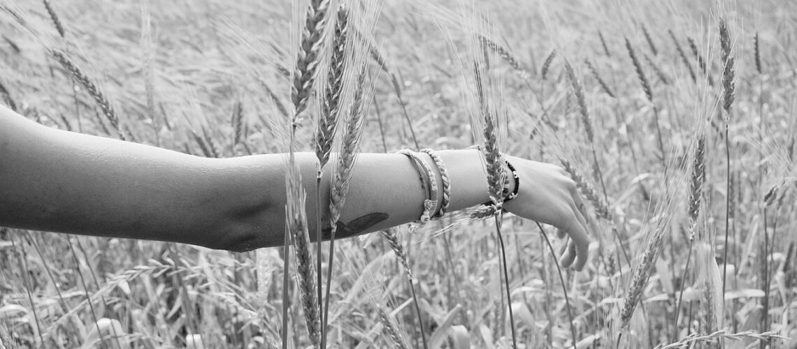 wheat-925760_1280